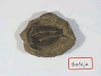 藏品(小型三葉蟲化石)的圖片